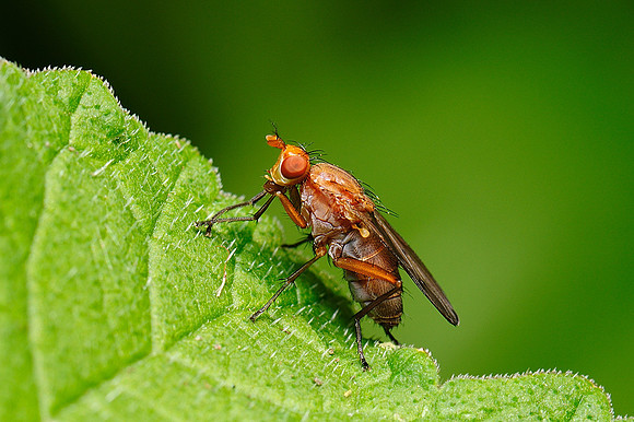 Tetanocera elata