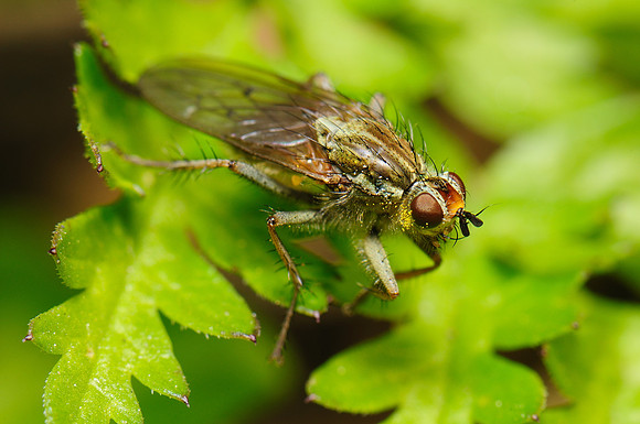 Scathophaga stercoraria