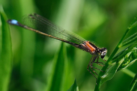 Ischnura elegans