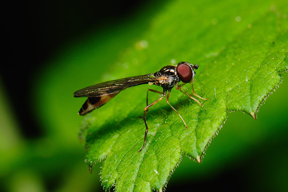 Baccha elongata