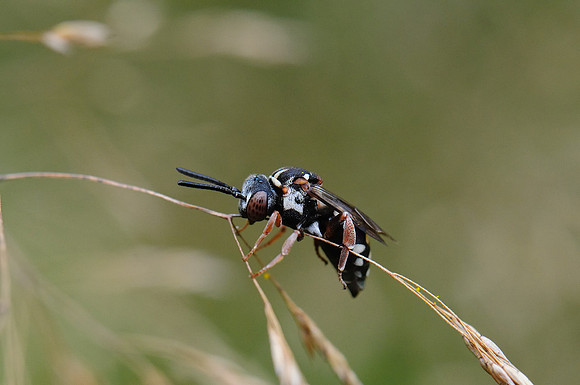 Epeolus variegatus
