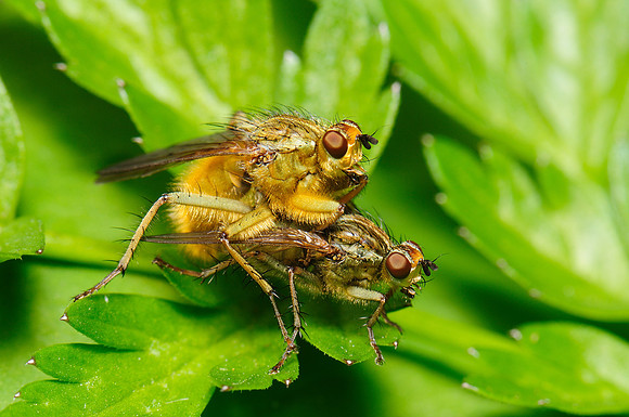 Scathophaga stercoraria