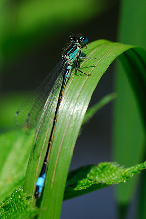 Ischnura elegans