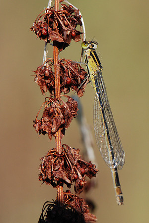 Ischnura elegans f. infuscans